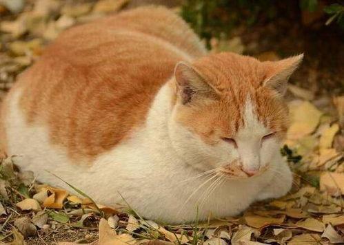 娱乐吃瓜酱猫抢鸡仔,猫界“抢鸡仔”大战,萌态百出! 第1张 娱乐吃瓜酱猫抢鸡仔,猫界“抢鸡仔”大战,萌态百出! 第1张