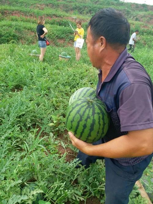 娱乐圈吃葡萄瓜,吃葡萄不吐葡萄皮,瓜中瓜事一网打尽