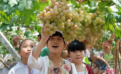 娱乐圈吃葡萄瓜,吃葡萄不吐葡萄皮,瓜中瓜事一网打尽